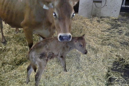 Landwirtschaft Bild 20