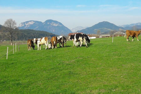 Landwirtschaft Bild 0